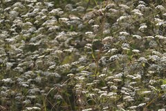 Pimpinella wallichiana