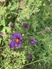 Rudbeckia triloba