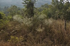 Pimpinella wallichiana