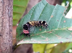 Erebidae