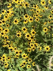 Rudbeckia triloba