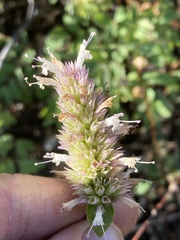 Agastache urticifolia
