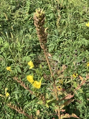 Rudbeckia triloba