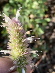 Agastache urticifolia