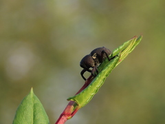 Rhyephenes gayi