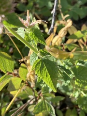 Agastache urticifolia