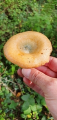 Lactarius deterrimus
