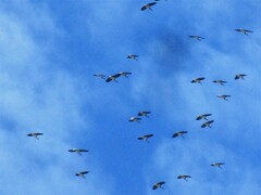 Threskiornis spinicollis