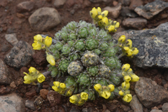 Draba oligosperma