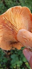 Lactarius deterrimus