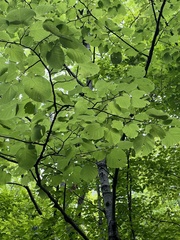 Tilia americana