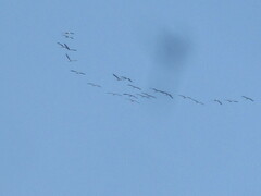 Threskiornis spinicollis