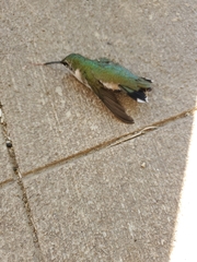 Archilochus colubris