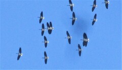 Threskiornis spinicollis