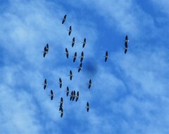 Threskiornis spinicollis