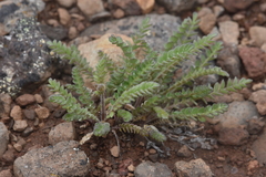 Polemonium pulcherrimum