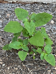 Amaranthus