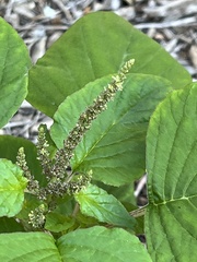 Amaranthus