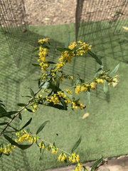 Solidago caesia