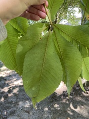 Aesculus