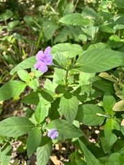 Ruellia strepens