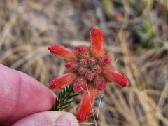 Erica cerinthoides
