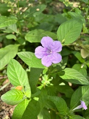 Ruellia strepens