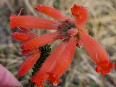 Erica cerinthoides