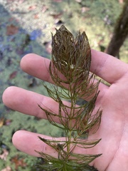 Ceratophyllum echinatum