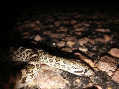 Arizona elegans elegans