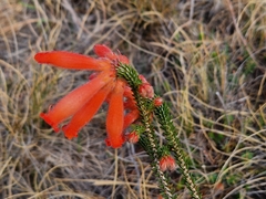 Erica cerinthoides