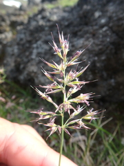 Calamagrostis sesquiflora