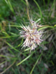 Calamagrostis sesquiflora