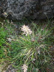Calamagrostis sesquiflora
