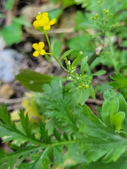Erysimum cheiranthoides