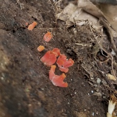Agaricomycotina