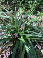 Liriope muscari