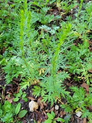Artemisia biennis