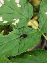 Oligolophus tridens