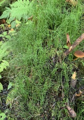 Equisetum scirpoides