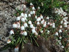 Cassiope lycopodioides