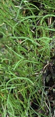 Equisetum scirpoides