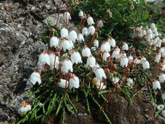 Cassiope lycopodioides