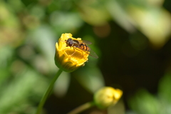 Syrphus octomaculatus