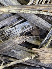 Formica obscuripes