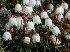 Cassiope lycopodioides