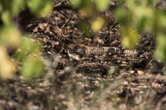 Dipsosaurus dorsalis