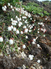 Cassiope lycopodioides