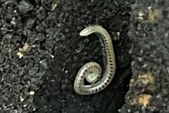 Blaniulidae