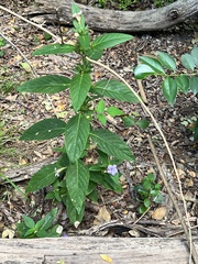Ruellia strepens